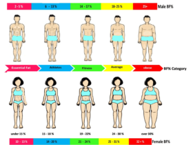 Navy Body Fat Calculator