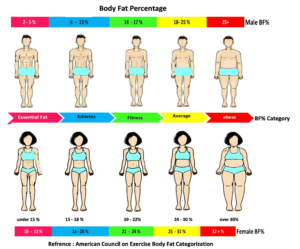 Read more about the article Navy Body Fat Calculator