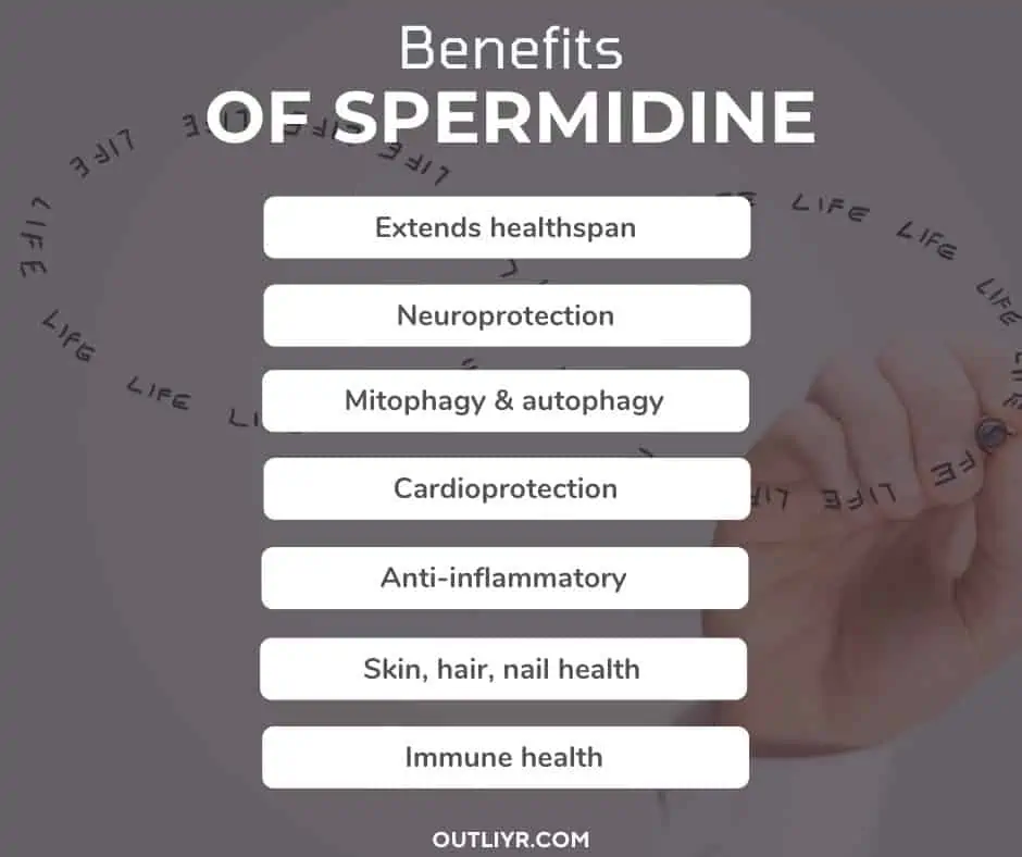 Spermidine Science Health Benefits