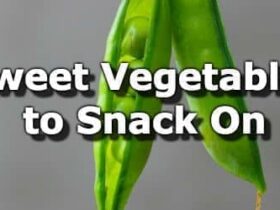 vegetables to snack on