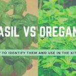 Basil Vs Oregano — What’s The Difference?