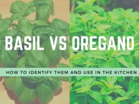 Basil Vs Oregano — What’s The Difference?