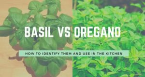 Read more about the article Basil Vs Oregano — What’s The Difference?