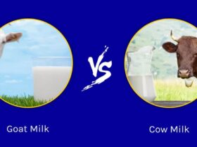 Goat Milk Vs Cow Milk: Which one is better