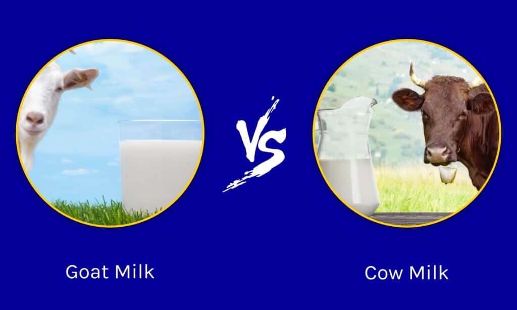 Read more about the article Goat Milk Vs Cow Milk: Which one is better