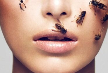 bee venom skincare powerfull antioxidant prototype