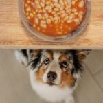 can dogs eat kidney beans Benefits of Kidney Beans for Dogs