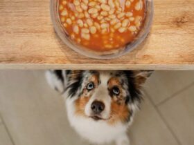 can dogs eat kidney beans Benefits of Kidney Beans for Dogs