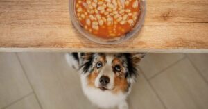 Lee más sobre el artículo ¿Pueden los perros comer frijoles? Beneficios de los frijoles para perros