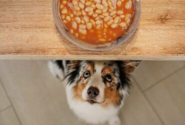 can dogs eat kidney beans Benefits of Kidney Beans for Dogs