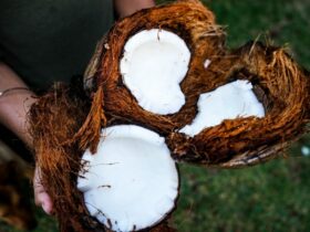 Coconut Coir What It Is And Which To Get