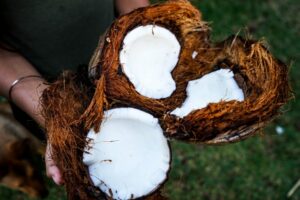 Lire la suite à propos de l’article fibre de coco : Qu’est-ce que c’est et comment l’obtenir