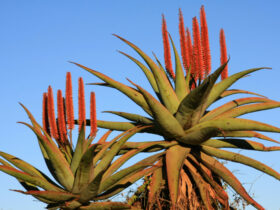 Qu'est-Ce Que L' Aloe Ferox
