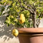 Comment rempoter un citronnier