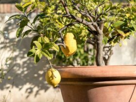 Comment rempoter un citronnier