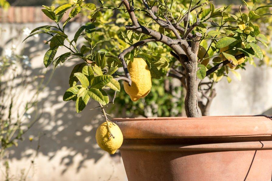 Lire la suite à propos de l’article Comment rempoter un citronnier ?