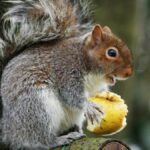 Que mange un écureuil Peut-on lui donner à manger en hiver