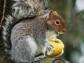 Que mange un écureuil Peut-on lui donner à manger en hiver