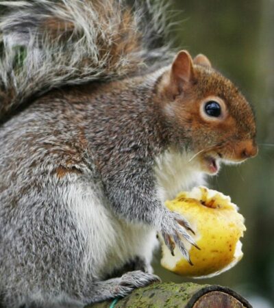 Que mange un écureuil Peut-on lui donner à manger en hiver