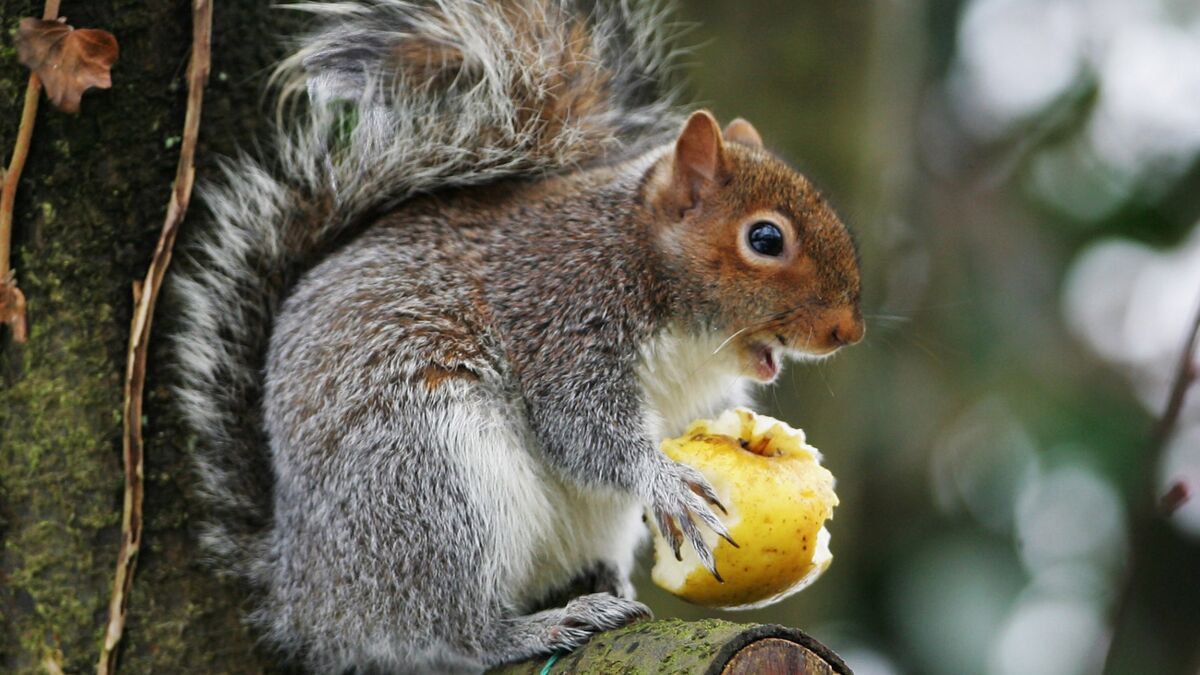 Lire la suite à propos de l’article Que mange un écureuil ? Peut-on lui donner à manger en hiver ?