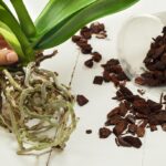 Comment rempoter une orchidée