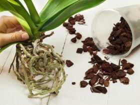 Comment rempoter une orchidée