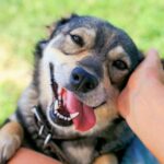 10 signes que votre chien vous aime