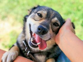10 signes que votre chien vous aime
