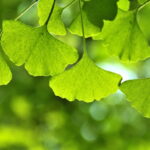 Ginkgo biloba, a tree with multiple benefits