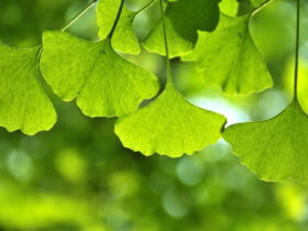 Ginkgo biloba, a tree with multiple benefits
