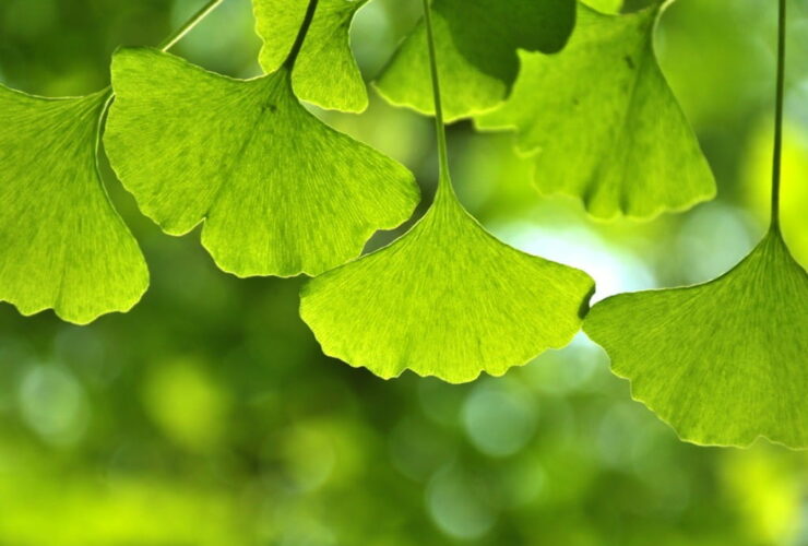 Ginkgo biloba, a tree with multiple benefits