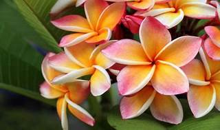 Lee más sobre el artículo Frangipani plumeria: ¿cómo plantarla, cultivarla y mantenerla?