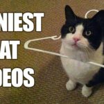 best funny cat videos