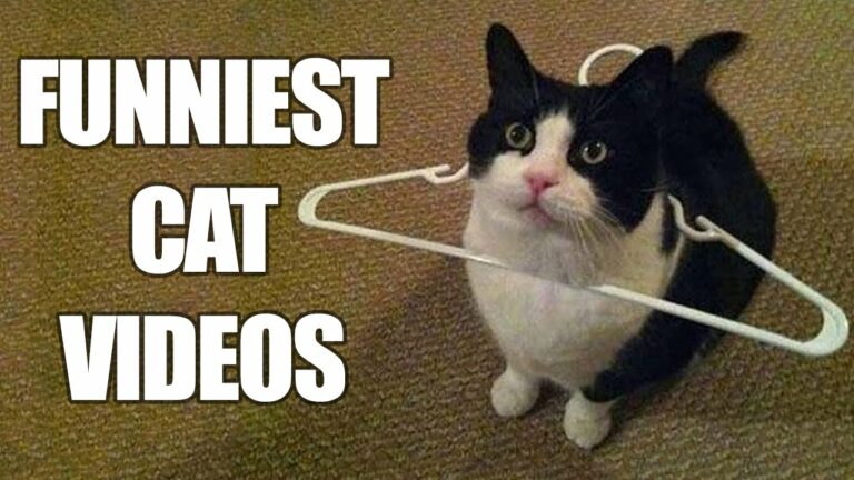 best funny cat videos
