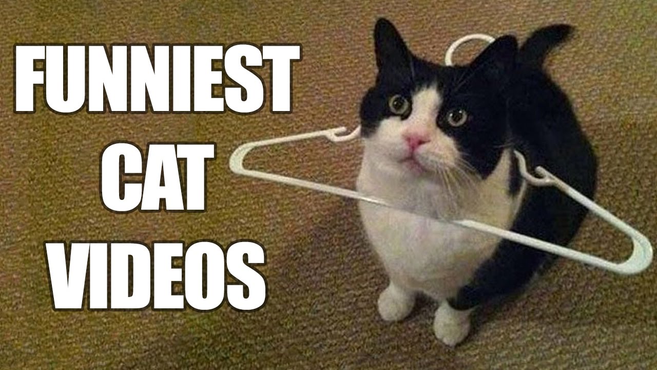 Read more about the article best funny cat videos